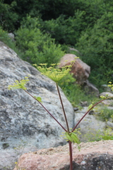 Angelica sachokiana