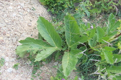 Angelica sachokiana