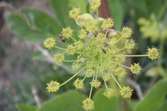 Angelica sachokiana