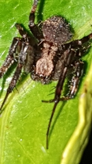 Pararaneus perforatus
