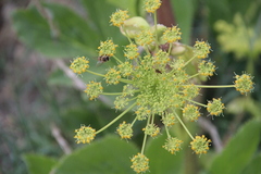 Angelica sachokiana