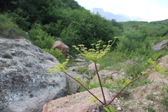 Angelica sachokiana