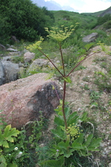 Angelica sachokiana