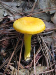 Cantharellus altipes