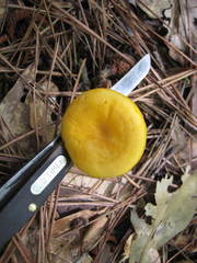 Cantharellus altipes