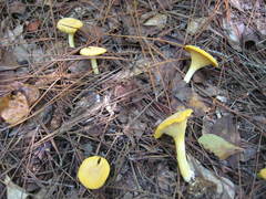 Cantharellus altipes