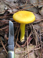 Cantharellus altipes