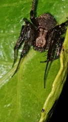 Pararaneus perforatus