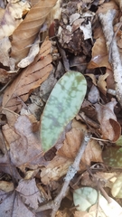 Erythronium umbilicatum