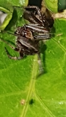 Pararaneus perforatus