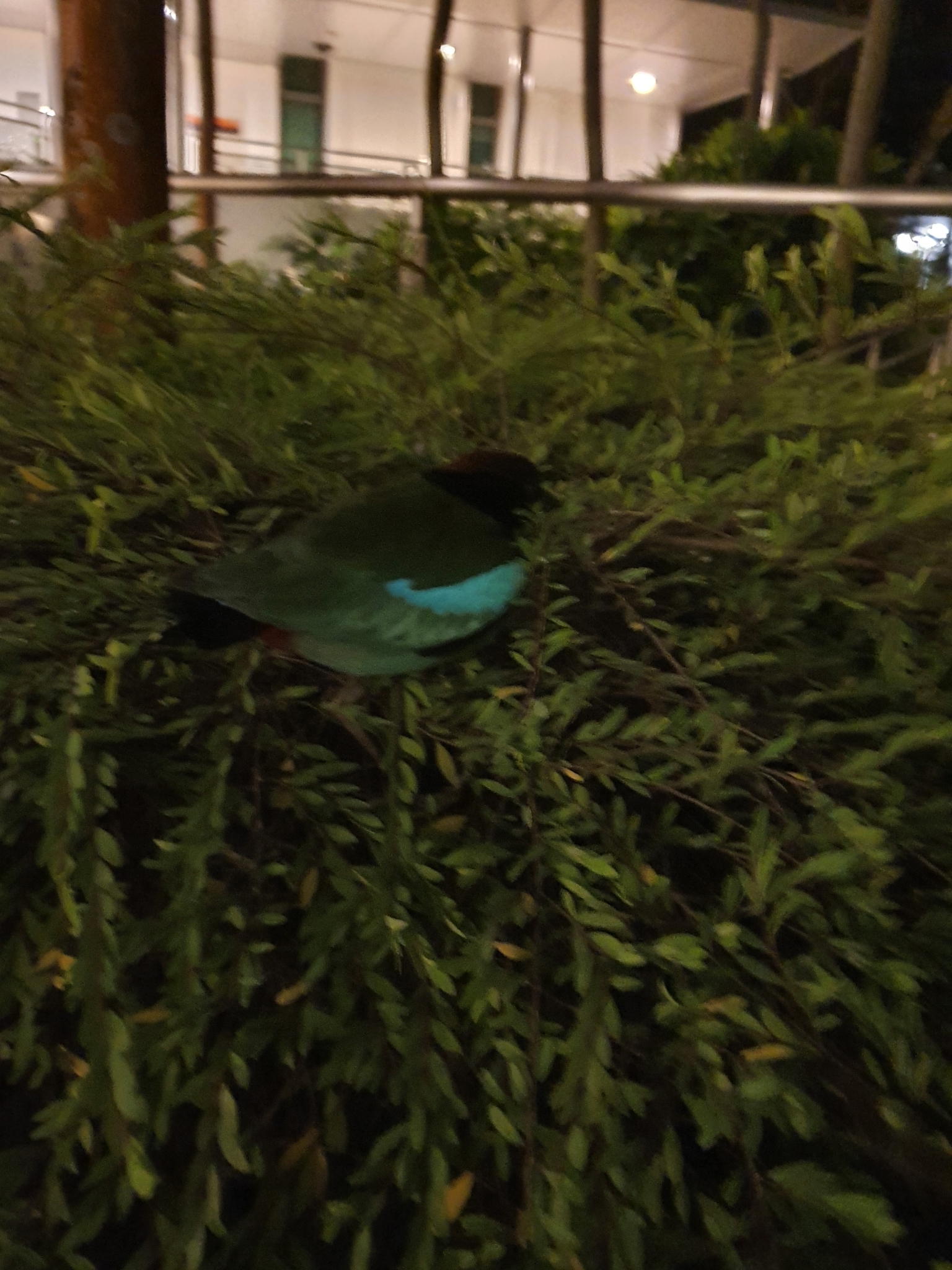 Western Hooded Pitta