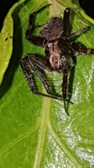 Pararaneus perforatus