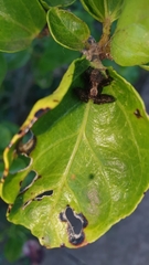 Pararaneus perforatus