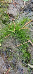 Eleocharis minima