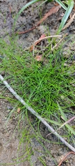 Eleocharis minima