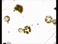 Volvox aureus