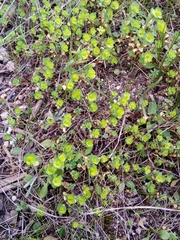 Euphorbia helioscopia image