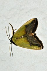 Ozarba nigroviridis