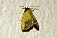Ozarba nigroviridis
