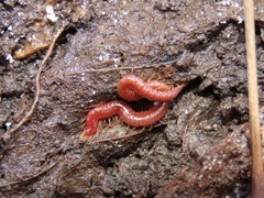 Strigamia bothriopus