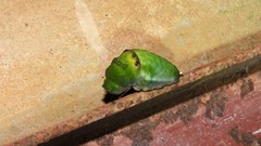 Papilio hesperus hesperus