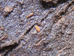 Eurypauropus