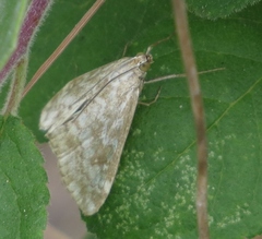 Evergestis frumentalis