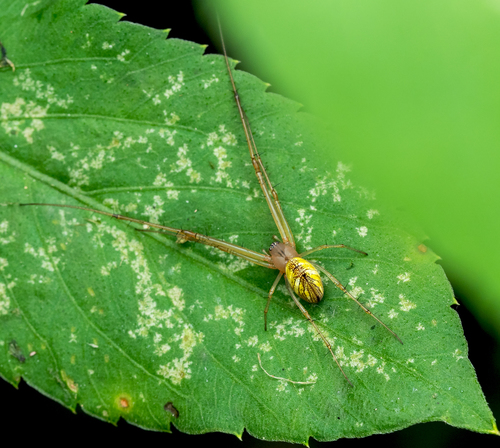 Striated Tylorida