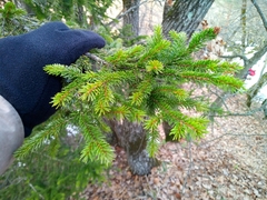 Picea orientalis