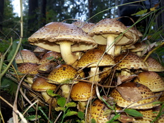 Pholiota jahnii