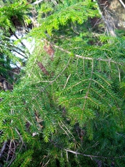 Picea orientalis