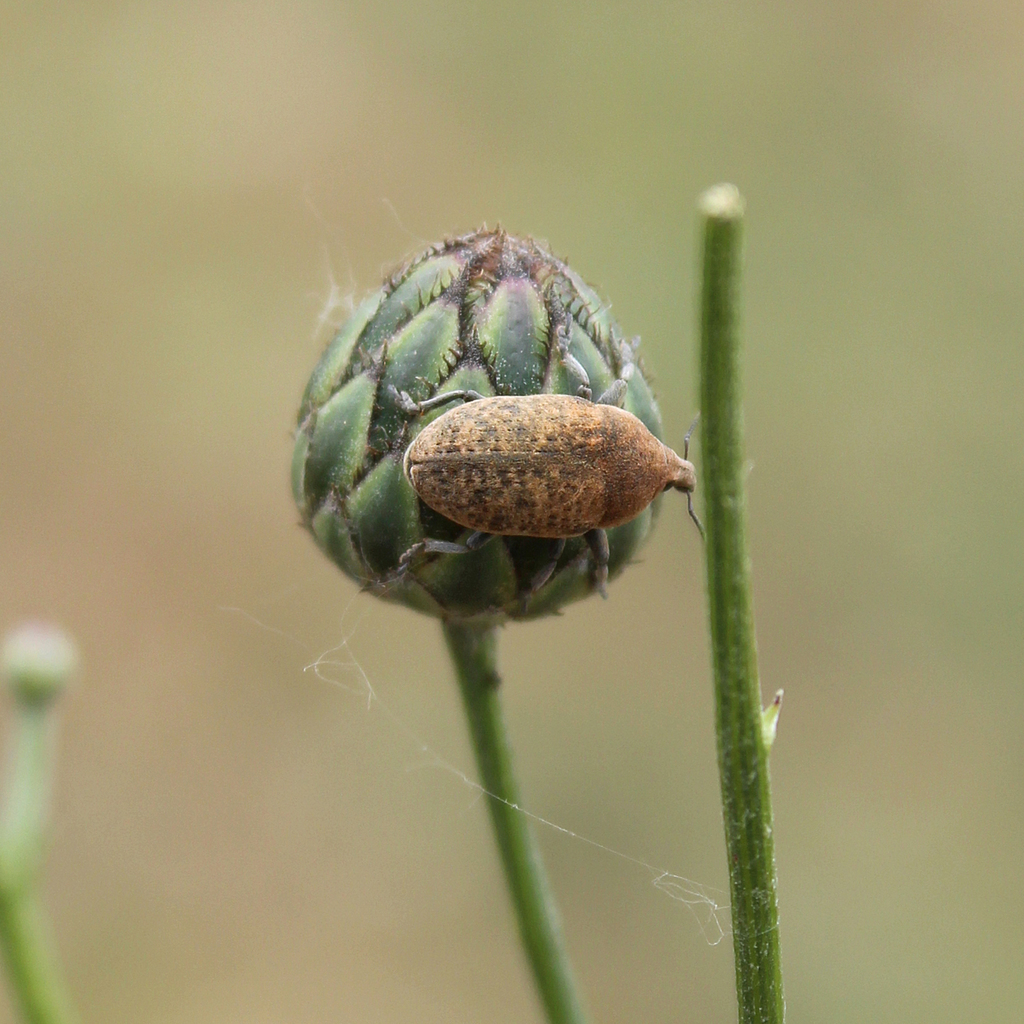 Larinus canescens
