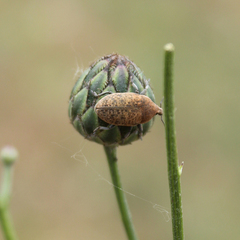 Larinus canescens