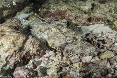 Papilloculiceps longiceps