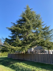 Cedrus deodara