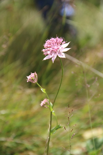 Caucasian Astrantia