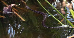 Nerodia fasciata pictiventris image