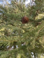 Cedrus deodara