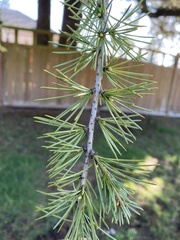 Cedrus deodara