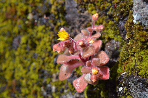 Aichryson villosum