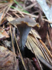Craterellus fallax image