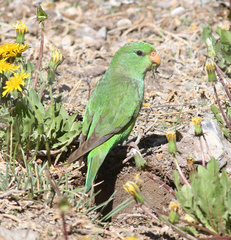 Psilopsiagon aurifrons