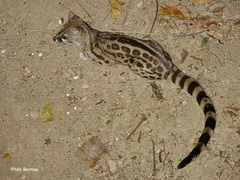 Rusty-Spotted Genet photo 3