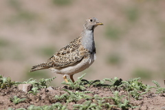 Thinocorus orbignyianus