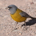 Gray-hooded Sierra-Finch - Photo (c) Jan Ebr, some rights reserved (CC BY)
