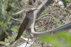 Oreotrochilus leucopleurus