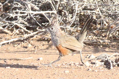 Rhinocrypta lanceolata