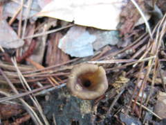 Craterellus fallax image