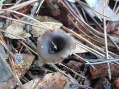 Craterellus fallax image