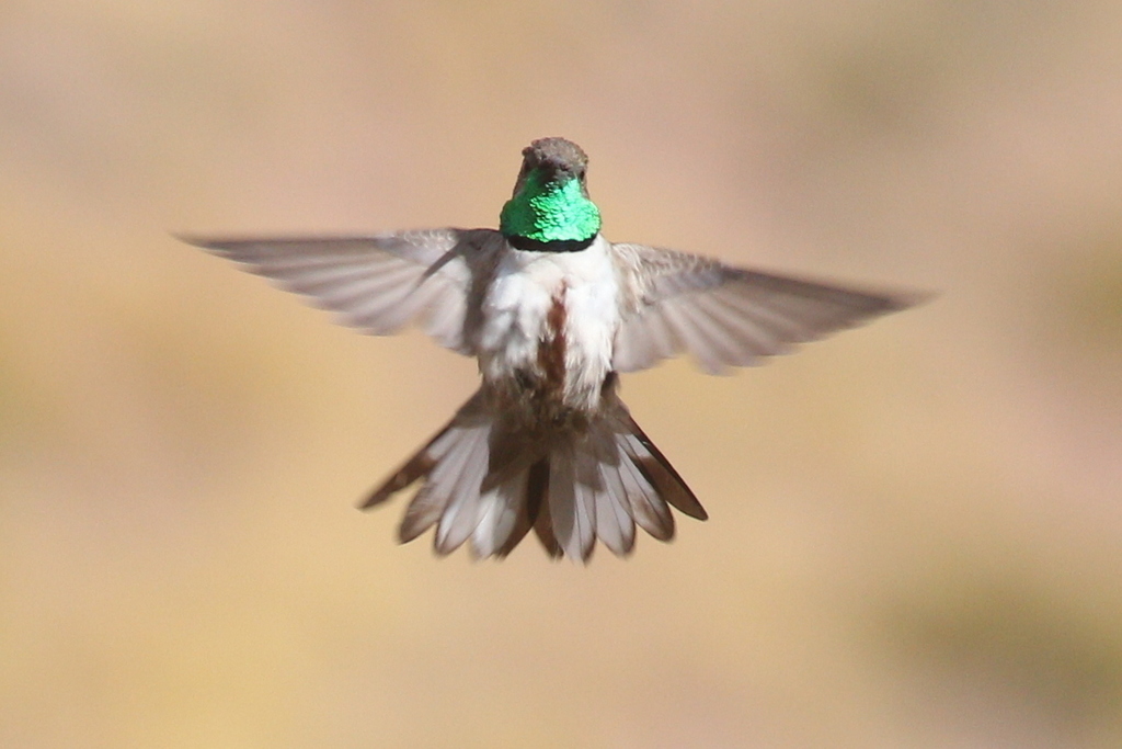 Andean Hillstar (Andean)